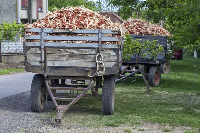 Two wooden trailers filled with root vegetables parked on a grassy area beside a road.